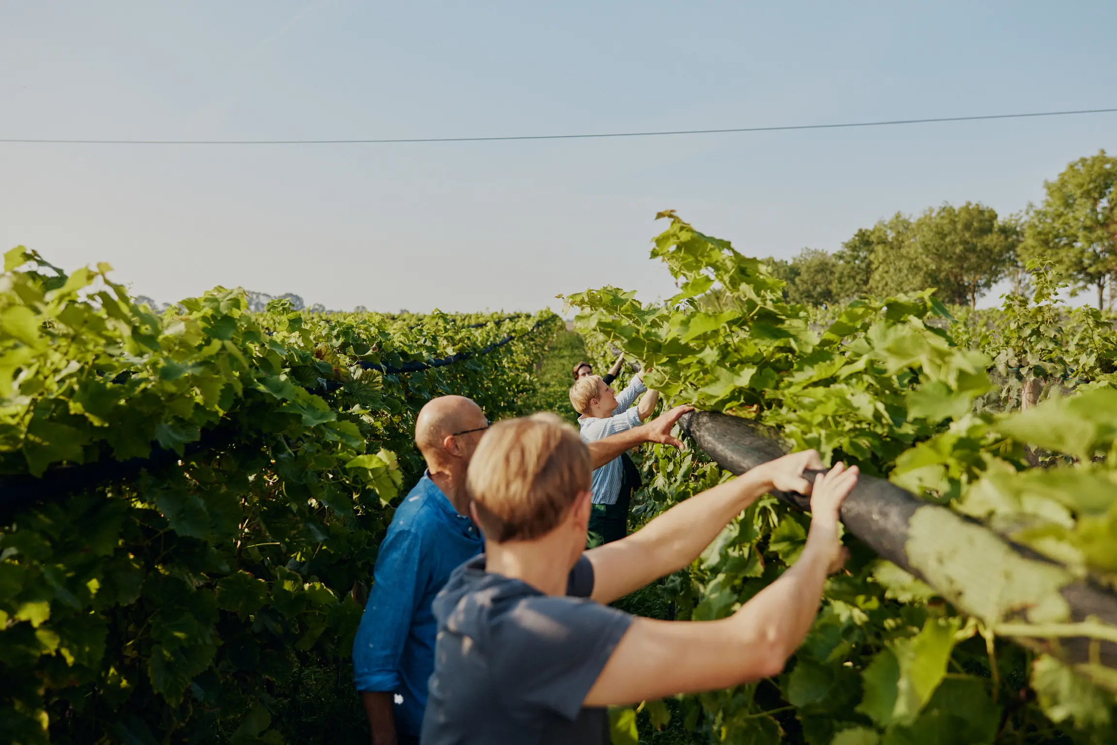 Weingut des Ferienhauses Welzin mit Weinreben und Blick auf den gepflegten Weinberg